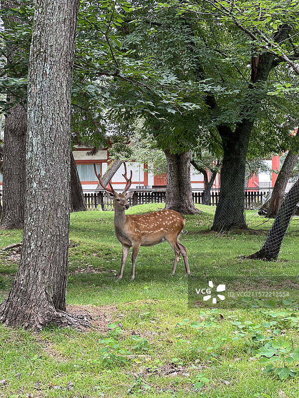 夏日公园里的梅花鹿特写（日本奈良）图片素材