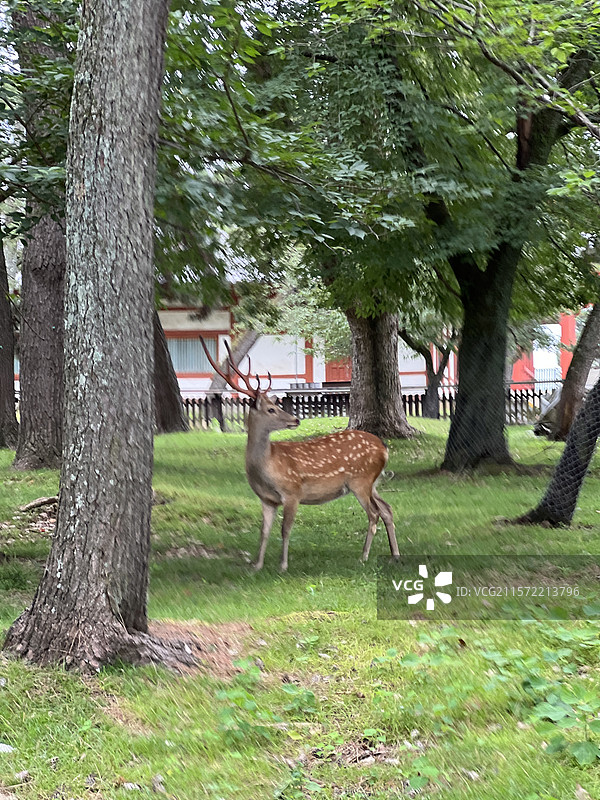 夏日公园里的梅花鹿特写（日本奈良）图片素材