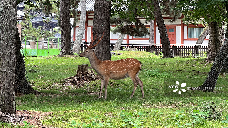 夏日公园里的梅花鹿特写（日本奈良）图片素材