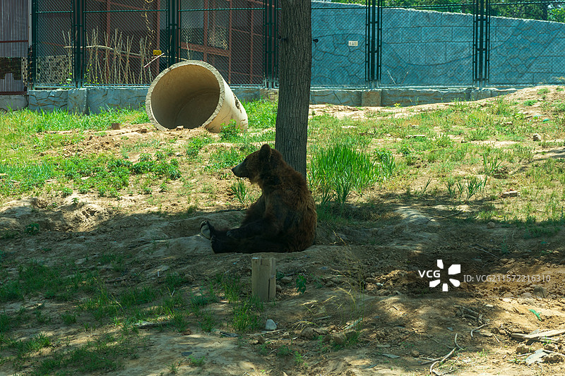 太原动物园棕熊图片素材