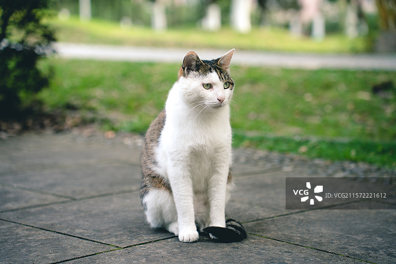斜刘海中华田园猫图片素材