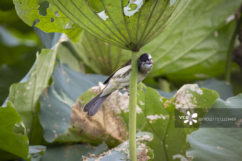 站在荷叶上的白头鹎图片素材