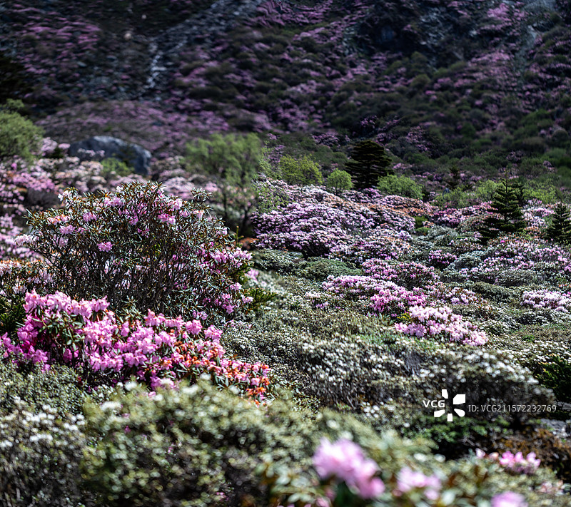 哈巴雪山杜鹃花海图片素材