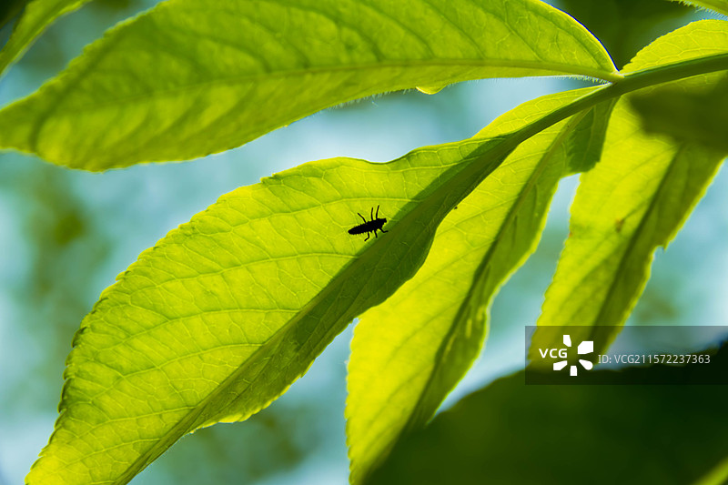 树叶上的昆虫特写镜头图片素材
