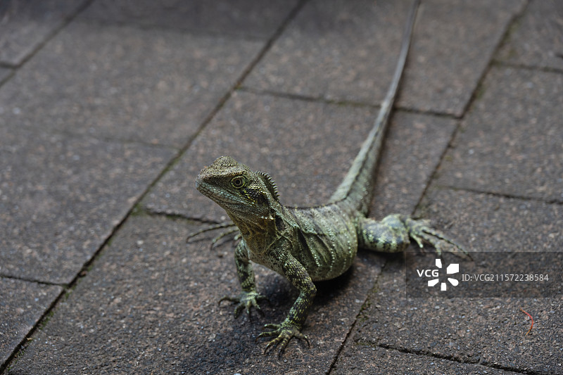 大蜥蜴图片素材