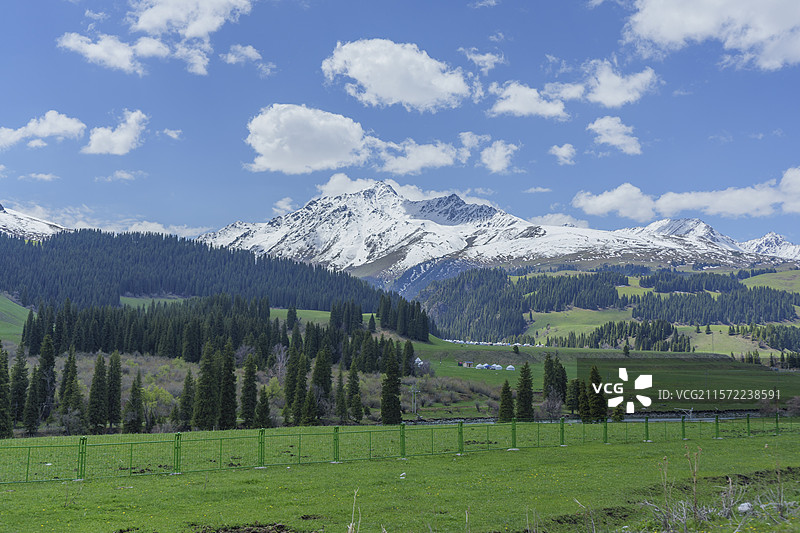 雪山下的牧场图片素材