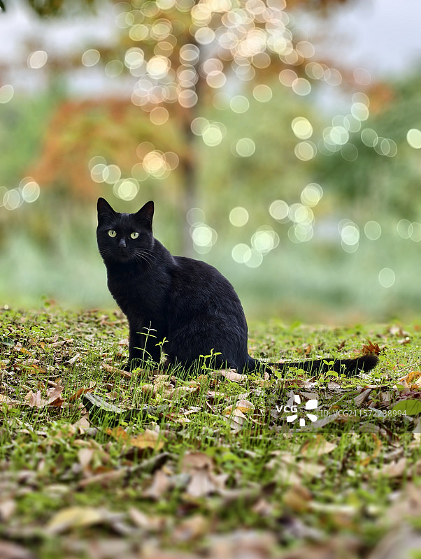 一只黑猫静坐在草地上背景树木光斑营造秋日氛围图片素材