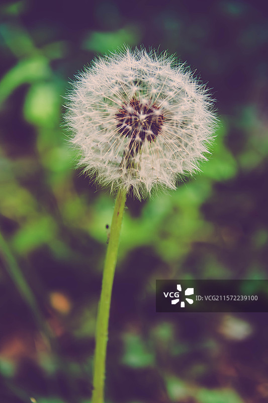 模糊背景下蒲公英特写镜头图片素材