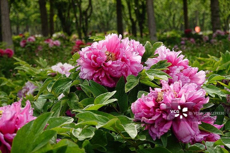 北京丰台区花乡公园盛开的牡丹花图片素材