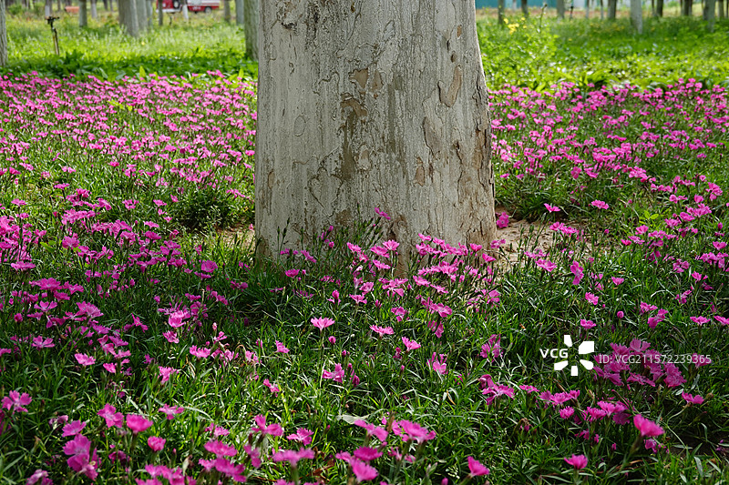 北京丰台花乡公园盛开的石竹花图片素材