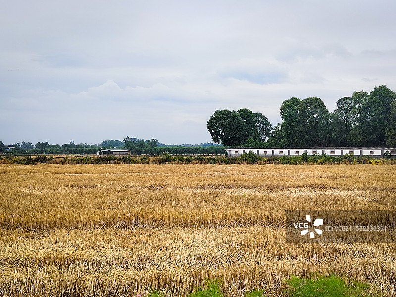 水稻收割后的农田图片素材