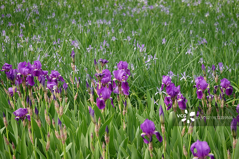 北京丰台花乡公园盛开的马齿笕图片素材