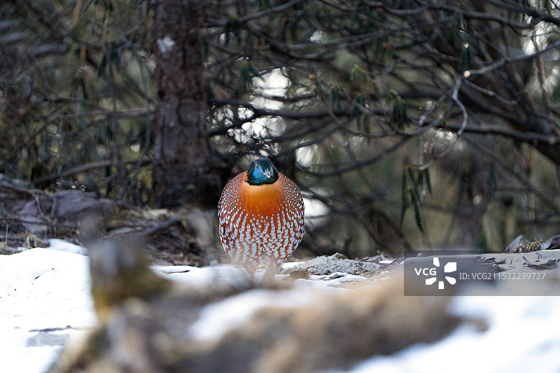 国家二级保护动物——红腹角雉图片素材