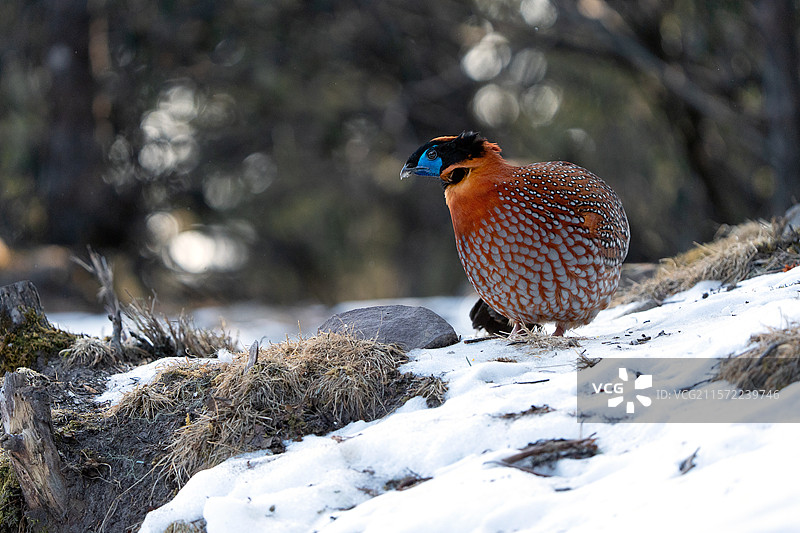 国家二级保护动物——红腹角雉图片素材