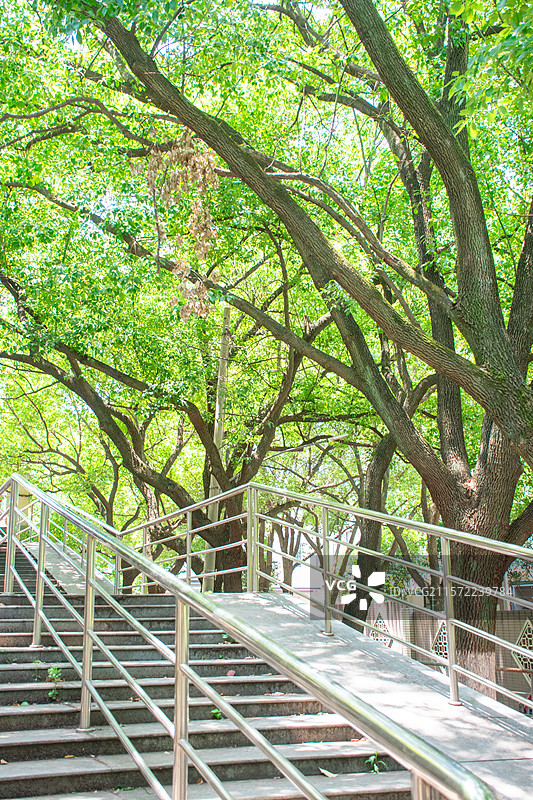 南京的初夏，绿色的树荫和斜坡，和动画里的《言叶之庭》很像图片素材