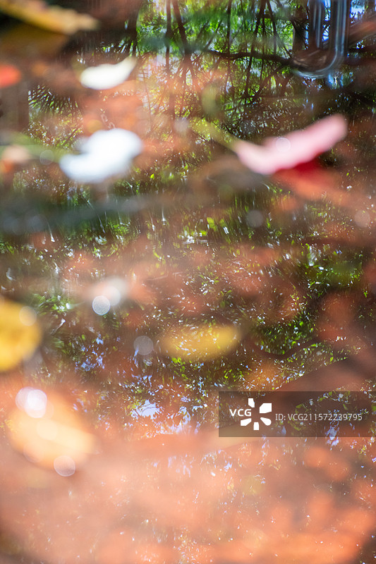 南京的初夏，绿色的树荫和斜坡，和动画里的《言叶之庭》很像图片素材