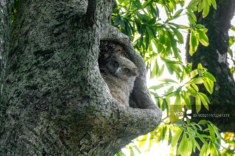 黄腿渔鸮幼仔图片素材