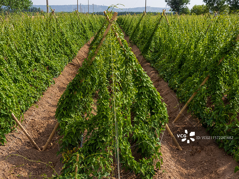 河南省焦作市温县 怀山药 铁棍山药种植图片素材