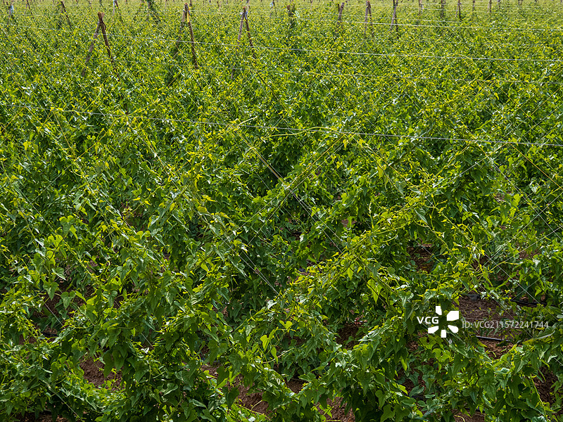 河南省焦作市温县 怀山药 铁棍山药种植图片素材