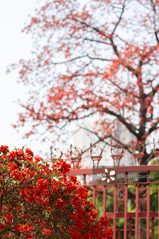 红色八角梅、红色火炬栏杆和红色木棉花图片素材