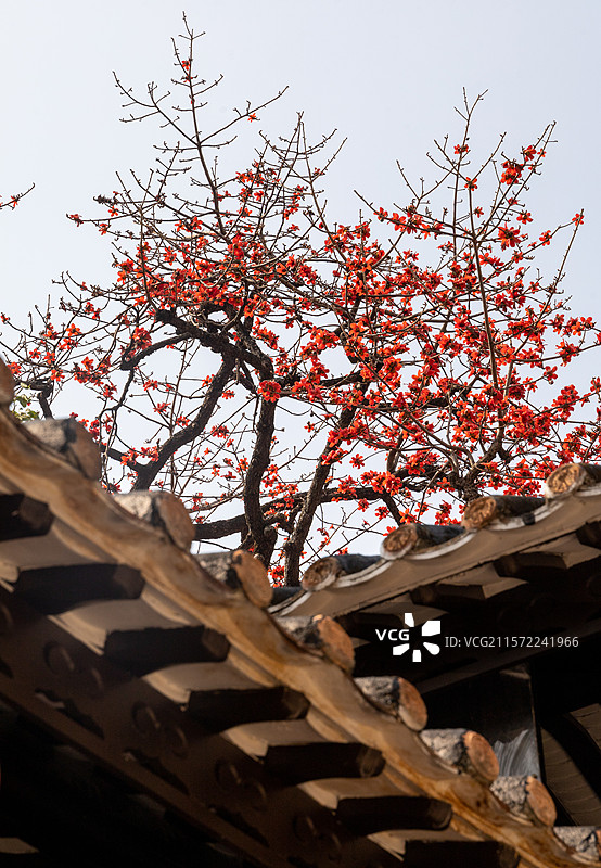 农讲所番禺学宫屋檐和背景的木棉花和天空图片素材
