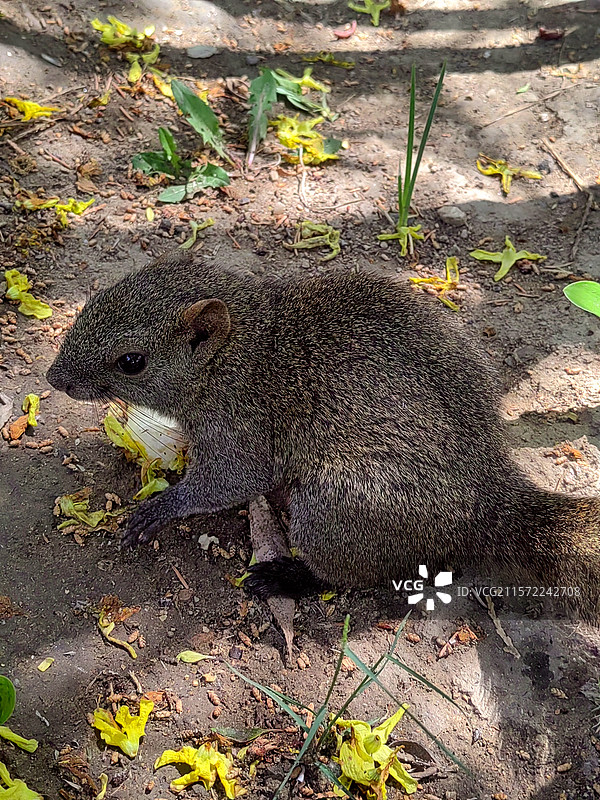 小松鼠——拍摄于呼和浩特满都海公园图片素材