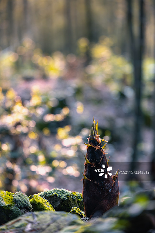 一颗在岩石中生长的春笋图片素材