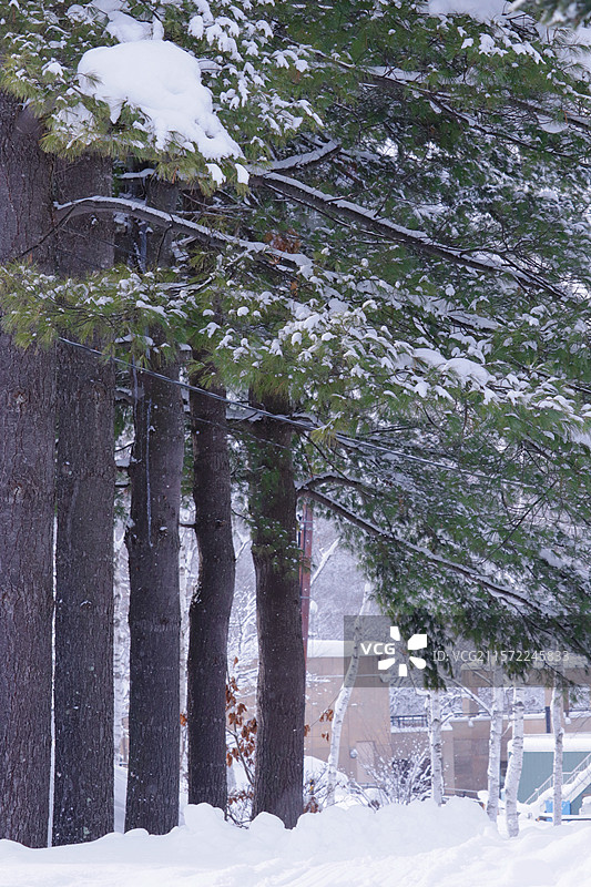 日本北海道旭山动物园图片素材