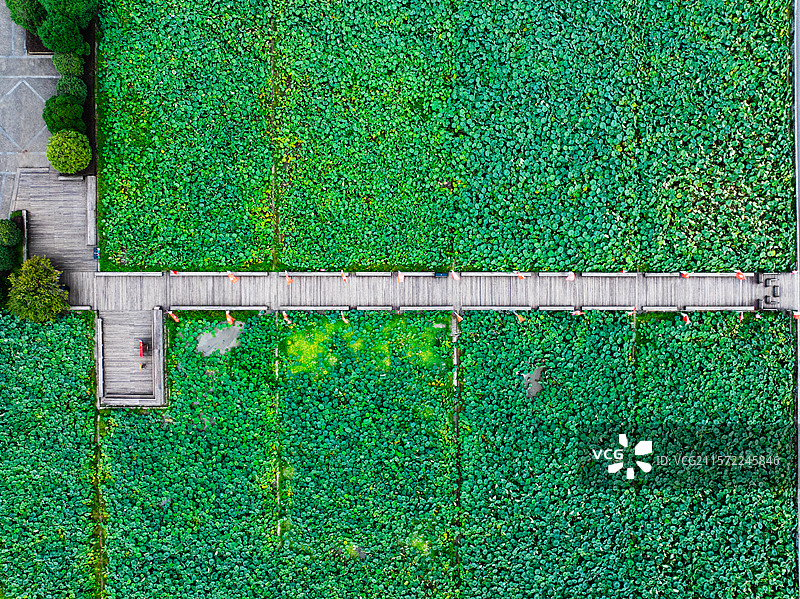 上杭古田会议会址夏日百亩荷塘清凉图片素材