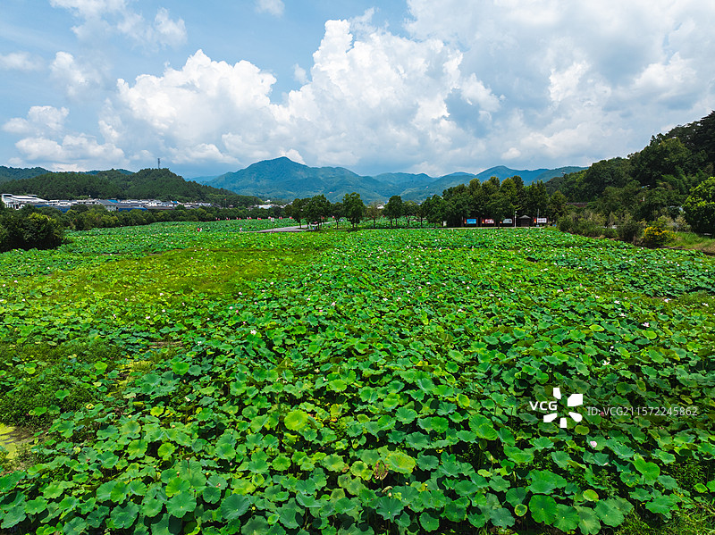上杭古田会议会址夏日百亩荷塘清凉图片素材