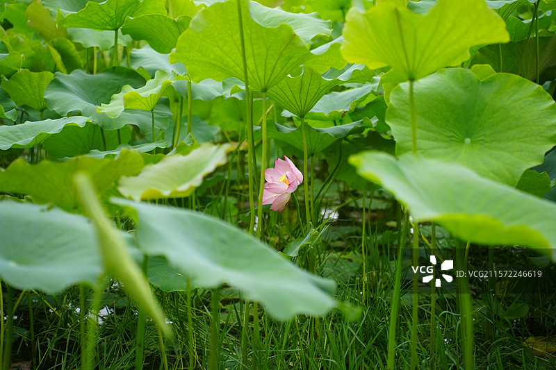 初夏荷花图片素材