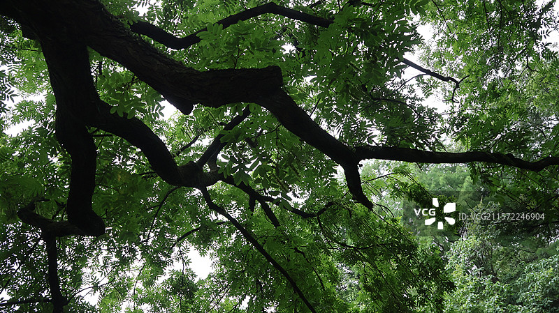 西湖乌龟潭摇橹船仰视视角拍的大树图片素材