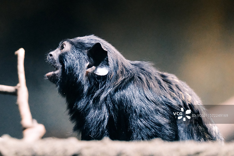 赤掌柽柳猴-哺乳纲灵长目狨科柽柳猴属图片素材