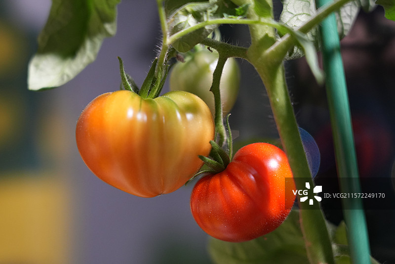 阳台种植番茄成熟转色中图片素材