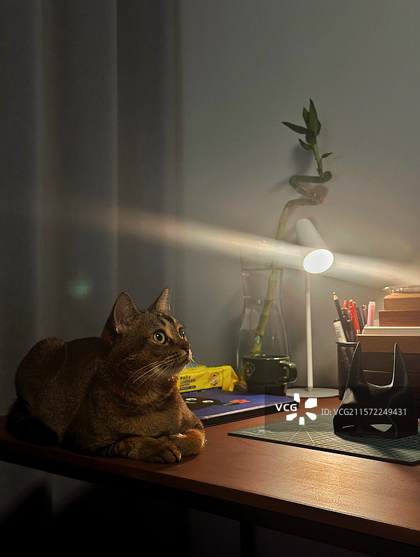 猫猫蝙蝠侠摘下面具归于猫海图片素材