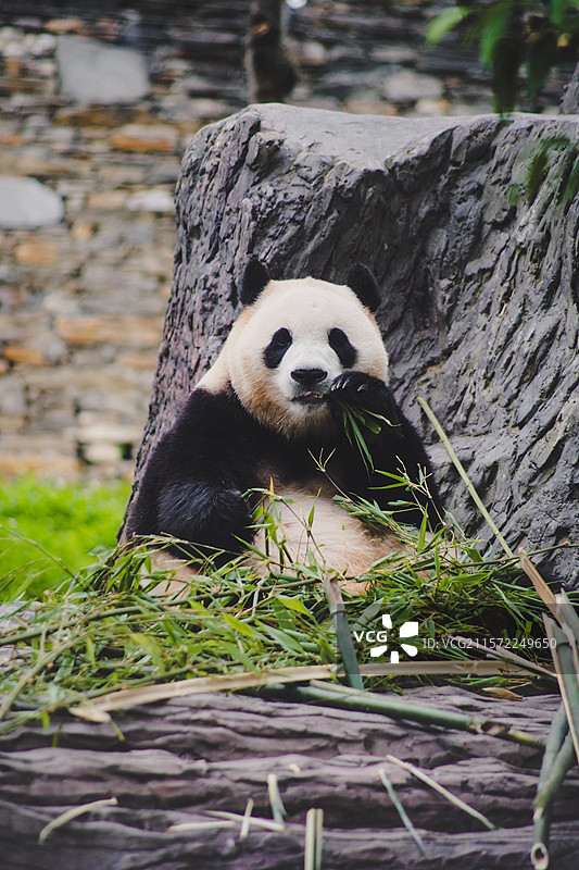 神树坪基地大熊猫福宝吃竹子图片素材