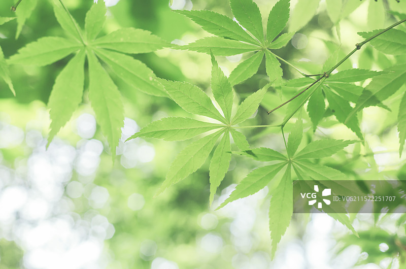 初夏的鸡爪枫图片素材