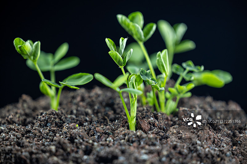 花生苗图片素材