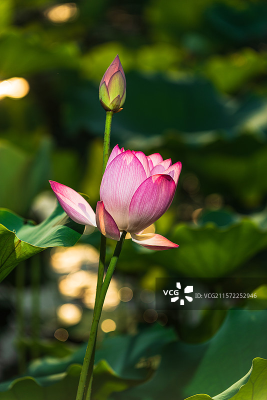 唯美粉红色荷花特写自然景观图片素材