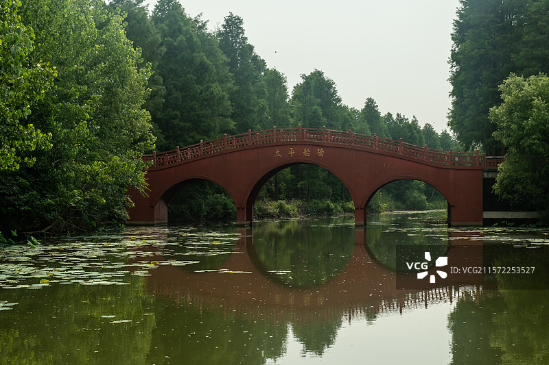 初夏高邮清水潭旅游度假区杉树林及太平船桥图片素材