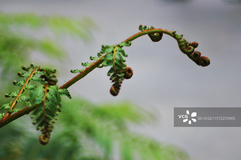 卷毛蕨图片素材
