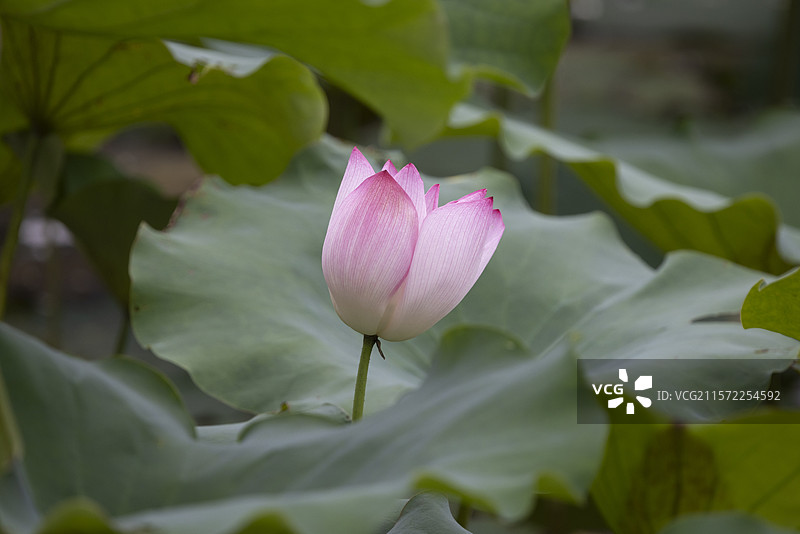 叶挺纪念馆夏日荷花图片素材
