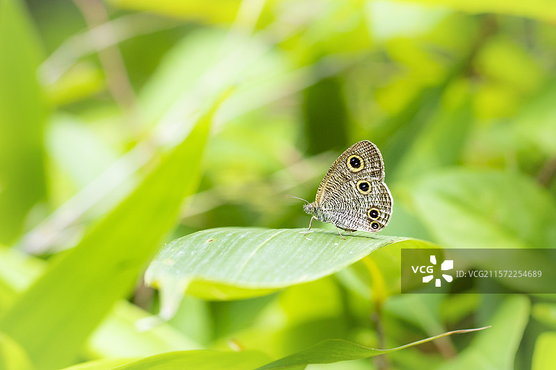 隐藏在绿叶丛中休息的蝴蝶图片素材