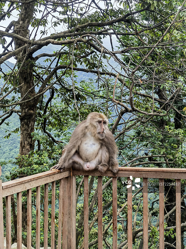 瓦屋山猕猴图片素材