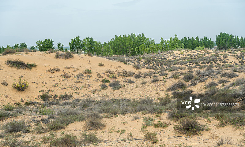 沙丘上的绿色希望图片素材