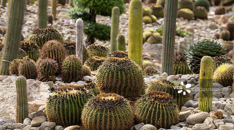 云南弥勒太平湖山地石漠化公园-仙人掌景观图片素材