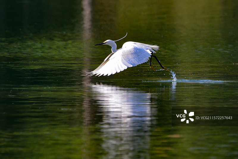 云南昆明石林县桃源湖公园白鹭踏水而舞图片素材