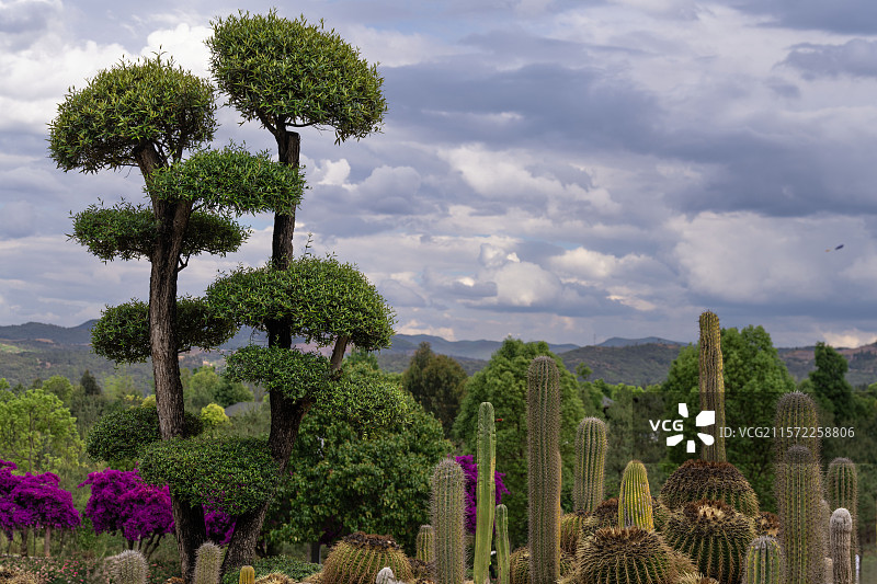 云南弥勒太平湖山地石漠化公园-仙人掌生态景观图片素材