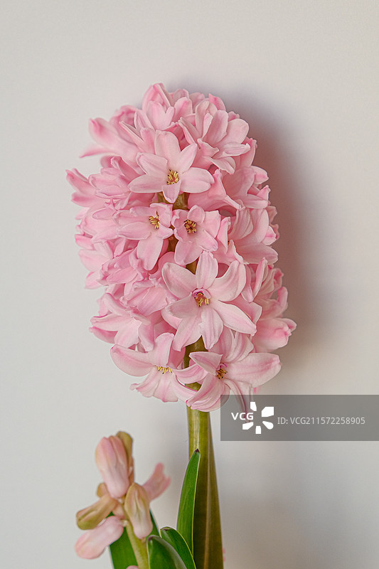 风信子-芬达图片素材