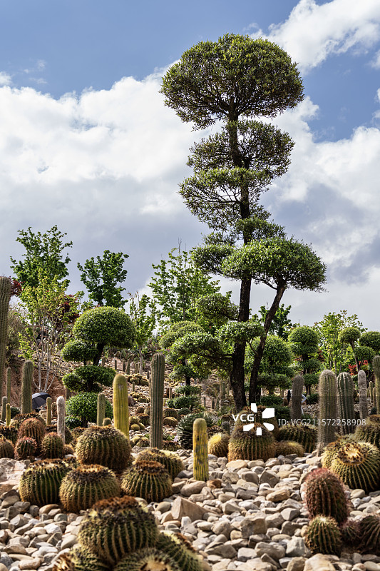 云南弥勒太平湖山地石漠化公园-仙人掌景观图片素材